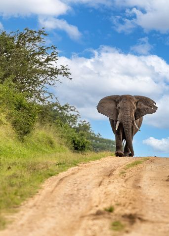 Elefant auf einer Straße in der Wildnis von Uganda