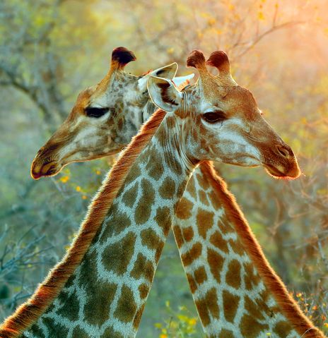 Zwei Giraffen-Köpfe