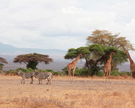 Baden auf Sansibar & Standort-Rundreise im Africa Safari Camp Selous-0