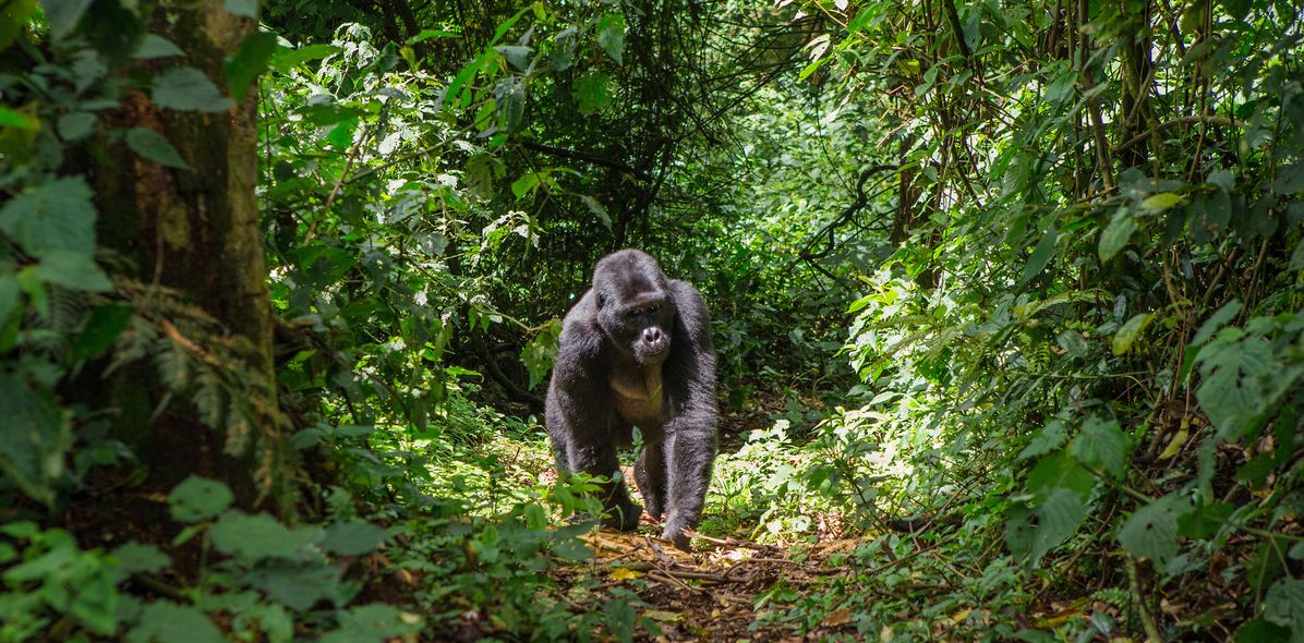 Berggorilla auf einem Waldweg im Nationalpark Bwindi in Uganda