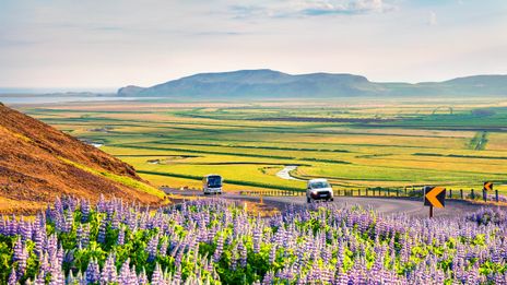 Auto in Landschaft mit Lupinen