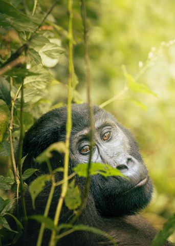 Gorilla in Uganda