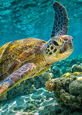 Schildkröte im Meer