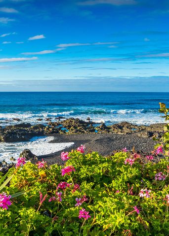 Blumen und Strand von Teneriffa
