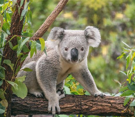 Australien, Neuseeland & Tasmanien