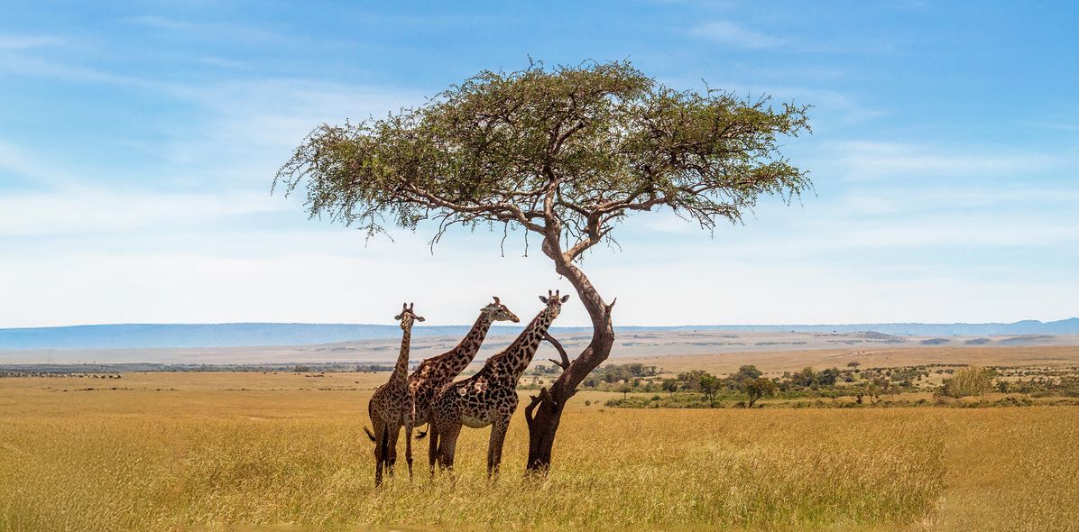 Giraffen in Südafrika