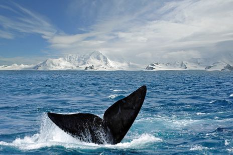 Walflosse taucht aus dem Meer in der Antarktis auf