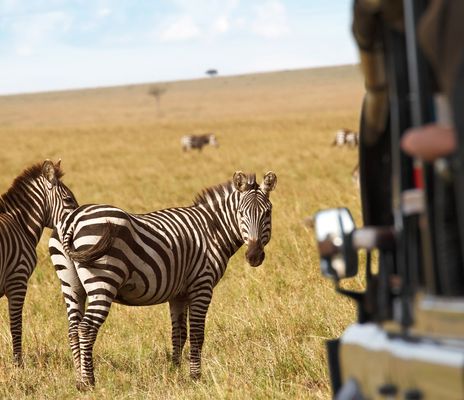 Zebras bei Safari in Kenia