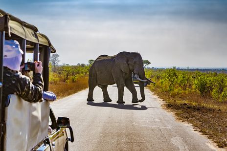 Safari im Krüger Nationalpark