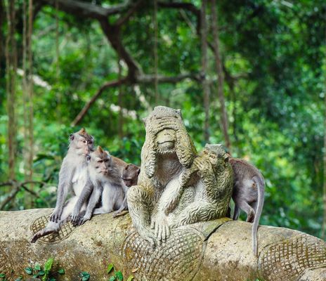 Affen in Ubud auf Bali