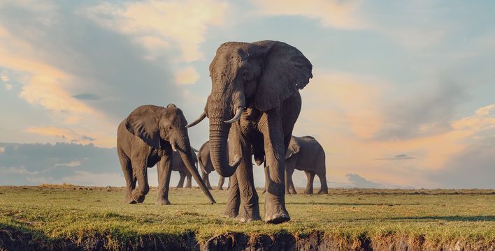 Elefanten im Nationalpark in Botswana
