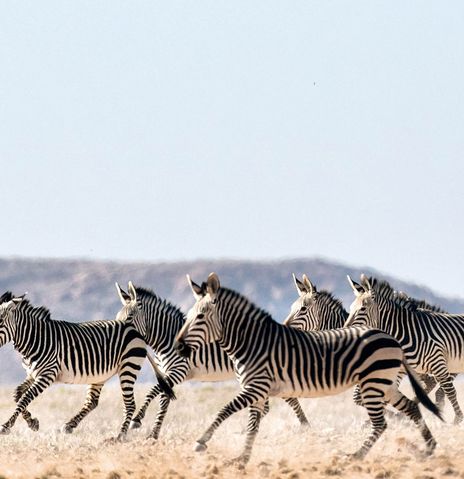 Hartmannberge Namibia Zebras