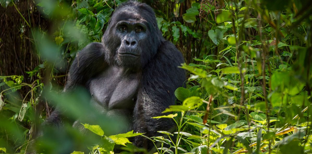 Gorilla in Bwindi/Uganda