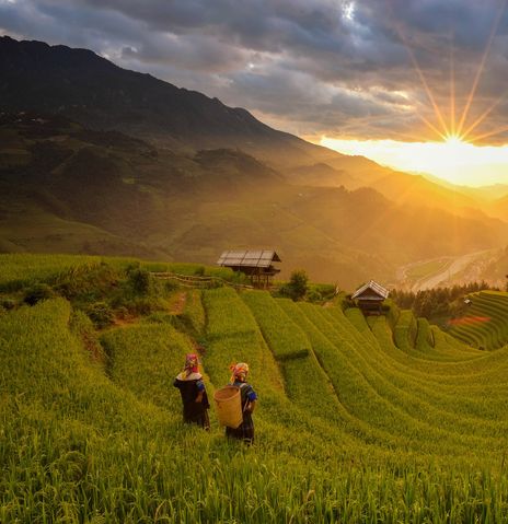 Frauen stehen in einem Reisfeld in Vietnam und blicken auf den Sonnenuntergang