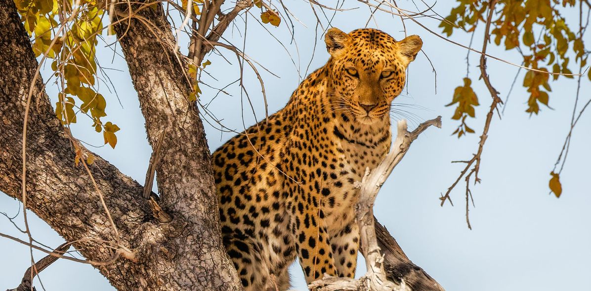 Leopard im Nationalpark in Namibia