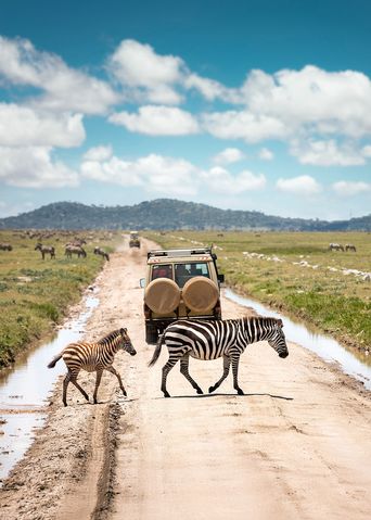 Zebras auf Safari