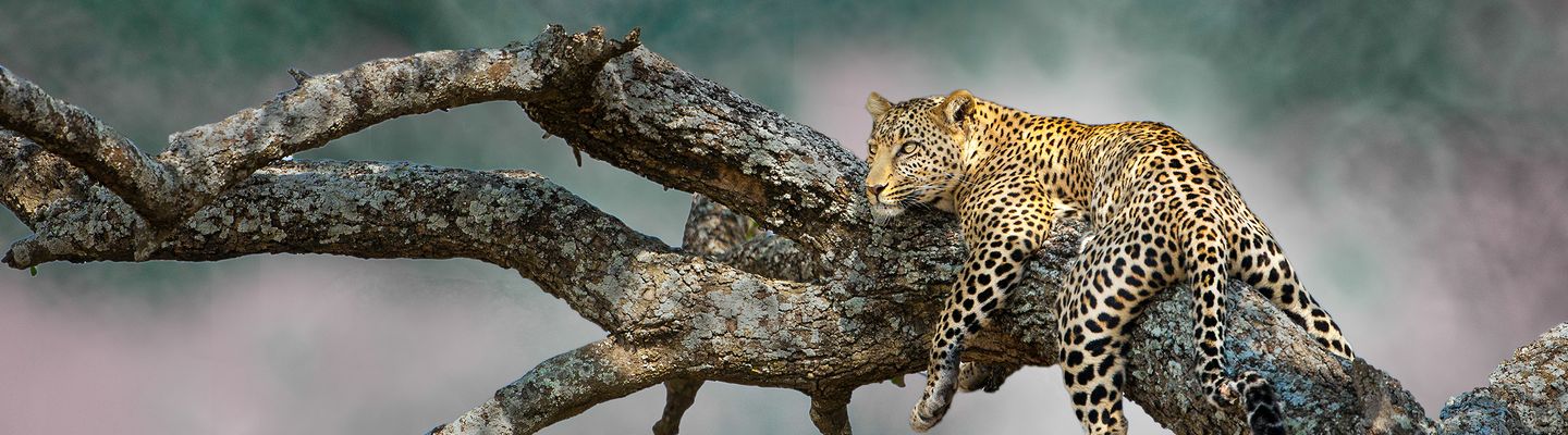 Masai Mara Leopard auf einem Baum