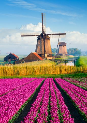 Tulpenfeld in den Niederlanden