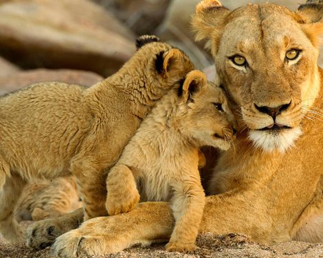Wildes Afrika hautnah: Auf den Spuren der Natur-0