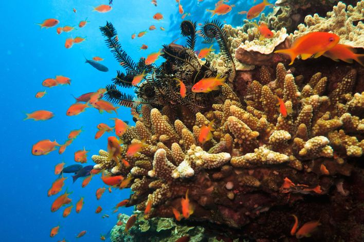 Great Barrier Reef in Australien