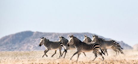 Zebras laufen durch Steppe in Namibia