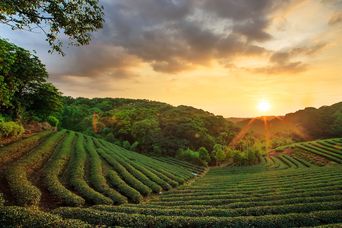 Teeplantage in Sri Lanka mit Sonnenuntergang