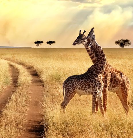 Giraffen im Chobe Nationalpark