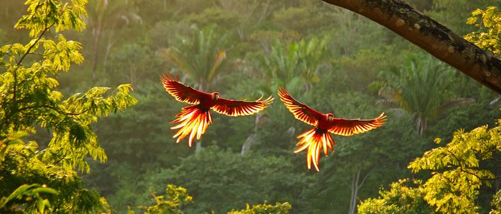 Papageien in Costa Rica