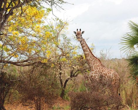 Baden auf Sansibar & Standort-Rundreise im Africa Safari Camp Selous-0