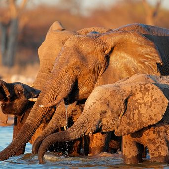 Elefanten an einem Wasserloch im Etosha Nationalpark