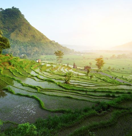 Sonnenaufgang auf Reisterrasse in Bali