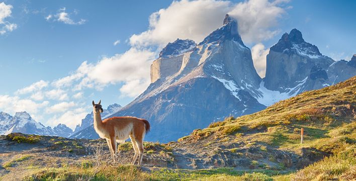 Guanako in Patagonien vor schroffen Bergen und weitem Hochland