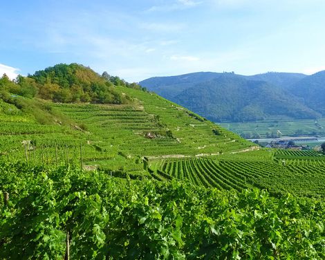 Radreise entlang der Donau von Passau nach Wien-2