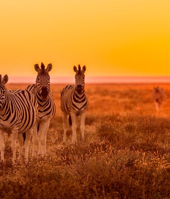 Zebras bei Sonnenuntergang in Namibia