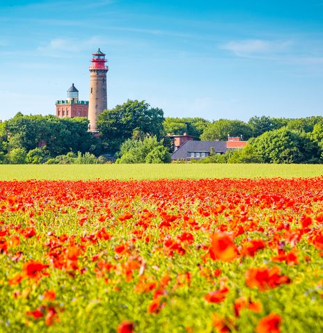Mohnblumenfeld auf der Insel Rügen