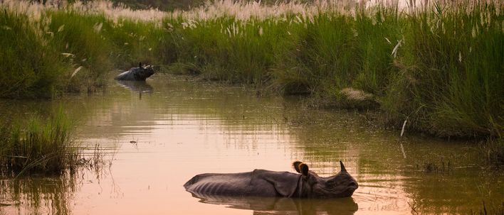 Panzernashorn im Chitwan-Nationalpark in Nepal zwischen Wasser und hohem Gras