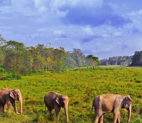 Elefanten auf einer grünen Wiese