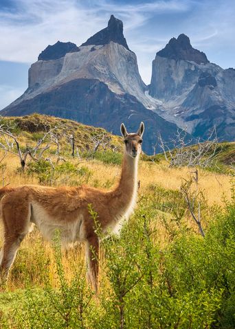 Lama im Torres del Paine Nationalpark Chile