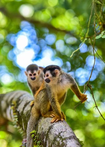 Kapuzineraffen im grünen Regenwald Ecuadors zwischen Ästen und Blättern