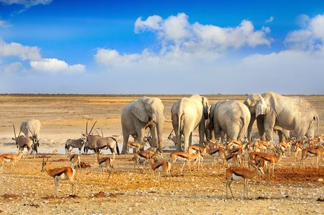 Elefanten, Kudus und Oryxantilopen am Wasserloch