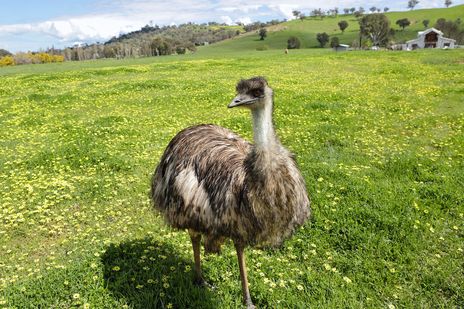 Emu in Australien