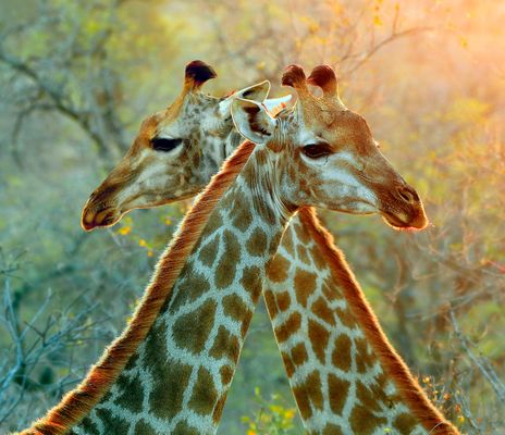 Zwei Giraffen im Krüger Nationalpark