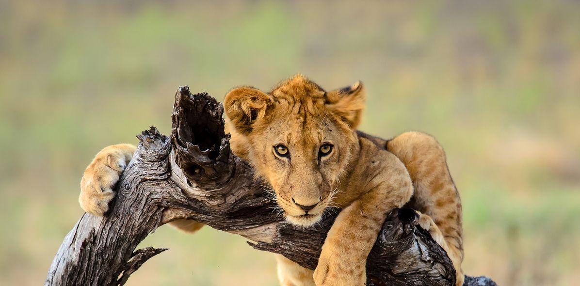 Blick auf einen jungen Löwen in der Savanne des Etosha-Nationalparks, Namibia
