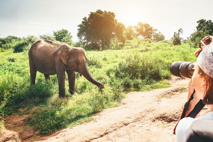 Frau fotografiert einen Elefant