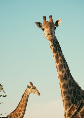 Zwei Giraffen in Südafrika