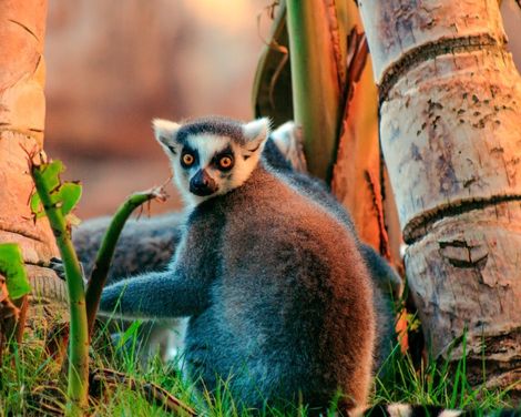Individuelle Rundreise ab/an Antananarivo: Wildes Madagaskar