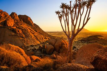 Felsige Landschaft im Damaraland mit markantem Köcherbaum im warmen Licht der Abendsonne
