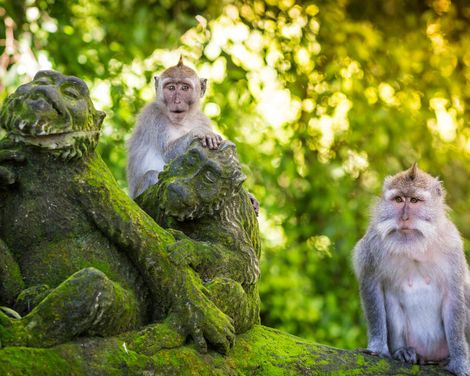 Magische Momente zwischen Borobudur und Bromo Vulkan-3