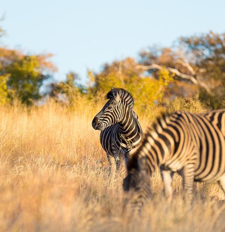 Zebras grasen in der Steppe