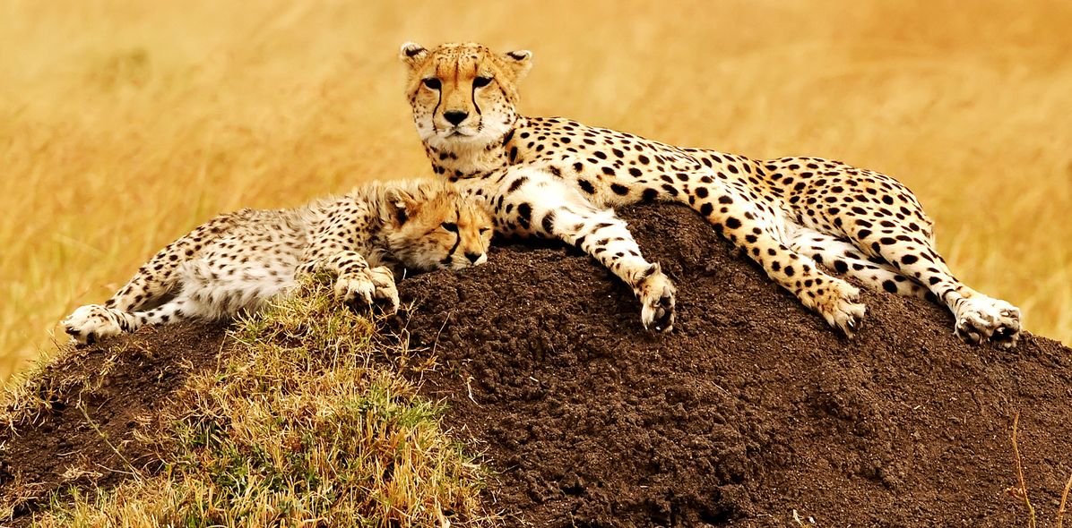 Leoparden in Kenia